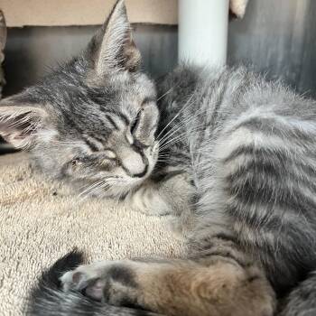Molecule -  Domestic Short Hair Cat for Adoption in Fort Wayne, Indiana - Molecule | PetCurious