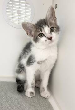 Clover -  Domestic Short Hair Cat for Adoption in Rochester, Indiana - Clover | PetCurious