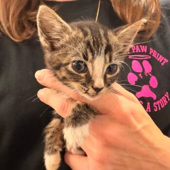 Milkshake -  Domestic Short Hair Cat for Adoption in Evensville, Tennessee - Milkshake | PetCurious