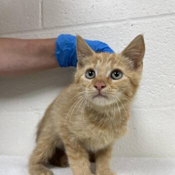 Maximilian -  Domestic Short Hair Cat for Adoption in Harrisonburg, Virginia - Maximilian | PetCurious