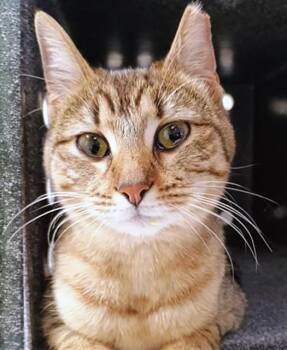 Domestic Short Hair Cats Available for Adoption in Nashville, Tennessee - Marigold | PetCurious