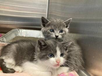 Domestic Short Hair Cats Available for Adoption in Tustin, California - KURT RUSSELL | PetCurious