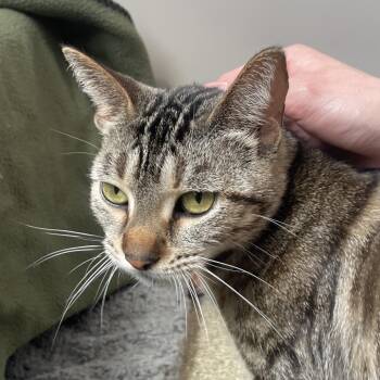 Domestic Short Hair Cats Available for Adoption in Chicago, Illinois - Eartha Kitty | PetCurious