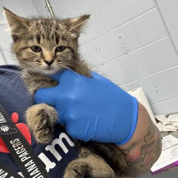 Capt. Sandy -  Domestic Short Hair Cat for Adoption in Indianapolis, Indiana - Capt. Sandy | PetCurious
