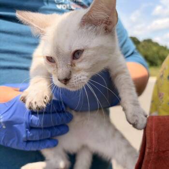 Casper -  Domestic Short Hair Cat for Adoption in Marshall, Texas - Casper | PetCurious
