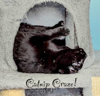Domestic Short Hair Cats Available for Adoption in Harrisburg, Pennsylvania - Sheldon | PetCurious