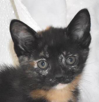 Domestic Short Hair Cats Available for Adoption in Springfield, Ohio - Meowzart | PetCurious