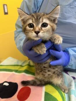 Nyomi -  Domestic Short Hair Cat for Adoption in Raleigh, North Carolina - Nyomi | PetCurious