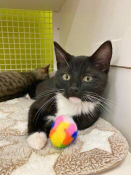 Bugg -  Domestic Short Hair Cat for Adoption in Elk Grove, California - Bugg | PetCurious