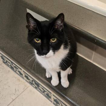 Oreo -  Domestic Short Hair Cat for Adoption in Philadelphia, Pennsylvania - Oreo | PetCurious