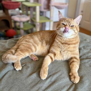 Munchkin -  Domestic Short Hair Cat for Adoption in Costa Mesa, California - Munchkin | PetCurious