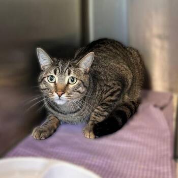 Pineapple Orange -  Domestic Short Hair Cat for Adoption in Davenport, Iowa - Pineapple Orange | PetCurious