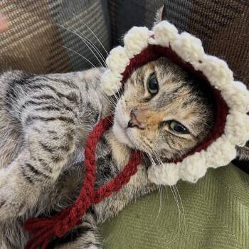Isis -  Domestic Short Hair Cat for Adoption in Long Beach, California - Isis | PetCurious