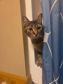 Ana -  Domestic Short Hair Cat for Adoption in Minneapolis, Minnesota - Ana | PetCurious
