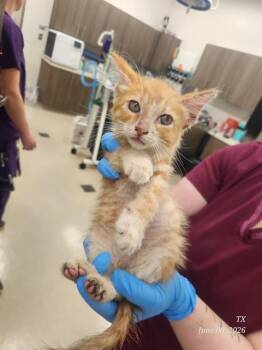 BOBBY -  Domestic Short Hair Cat for Adoption in Baytown, Texas - BOBBY | PetCurious