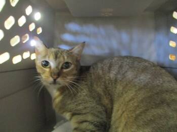 Rescue Domestic Short Hair Cats for Adoption in Ocala, Florida - A370935 | PetCurious