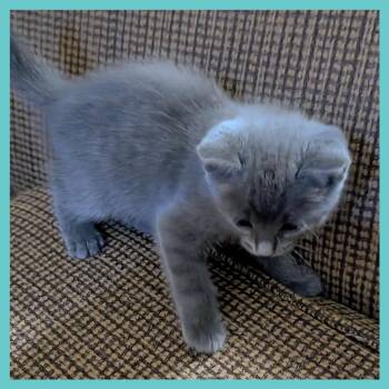 Domestic Short Hair Cats Available for Adoption in Guaynabo, Guaynabo - Oxford | PetCurious