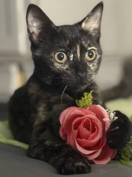 Rescue Domestic Short Hair Cats for Adoption in Monroe Township, New Jersey - Rosie | PetCurious