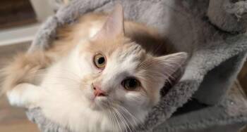 Rescue Domestic Medium Hair Cats for Adoption in Cornwall, Ontario - Fluffy | PetCurious