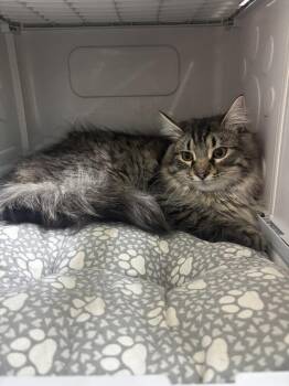 Domestic Long Hair Cats Available for Adoption - Jack Jack | PetCurious