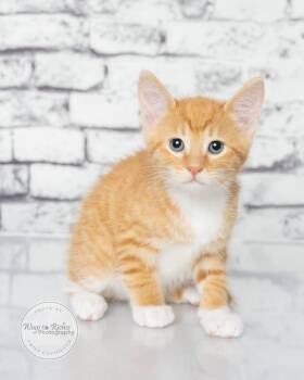 Archie -  Domestic Short Hair and Tabby Cat for Adoption in Tuscaloosa, Alabama - Archie | PetCurious