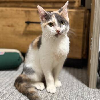 Sepia -  Domestic Short Hair Cat for Adoption in Nampa, Idaho - Sepia | PetCurious
