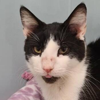 Biscuit -  Domestic Short Hair Cat for Adoption in Verona, Wisconsin - Biscuit | PetCurious