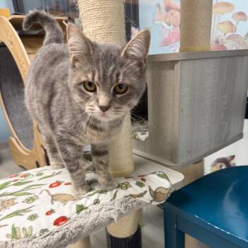 Hennessee -  Domestic Short Hair Cat for Adoption in Naperville, Illinois - Hennessee | PetCurious