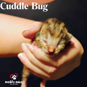 Rescue Domestic Short Hair and Tabby Cats for Adoption in Council Bluffs, Iowa - Buggies Litter: Cuddle Bug | PetCurious