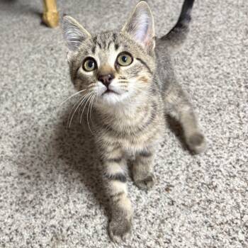 Herbie -  Domestic Short Hair Cat for Adoption in Garden City, Michigan - Herbie | PetCurious
