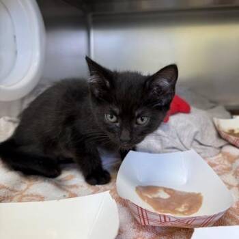 Abingdon -  Domestic Short Hair Cat for Adoption in Richmond, Virginia - Abingdon | PetCurious