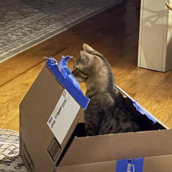 Domestic Short Hair Cats Available for Adoption in Washougal, Washington - Aries | PetCurious