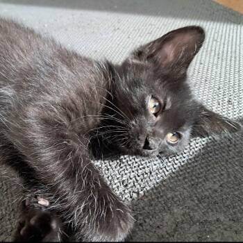 Cashew -  Domestic Short Hair Cat for Adoption in Collierville, Tennessee - Cashew | PetCurious