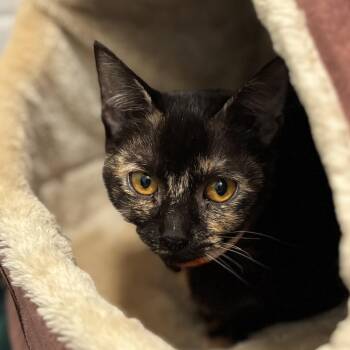 Domestic Short Hair Cats Available for Adoption - Wednesday | PetCurious