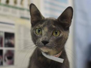 Blossom -  Domestic Short Hair Cat for Adoption in Portland, Oregon - Blossom | PetCurious