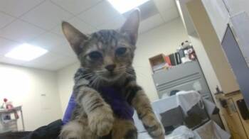 Domestic Short Hair Cats Available for Adoption in Doral, Florida - ANGELA | PetCurious