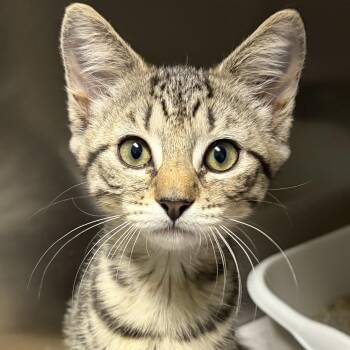 Rescue Domestic Short Hair Cats for Adoption in North Myrtle Beach, South Carolina - Dale | PetCurious