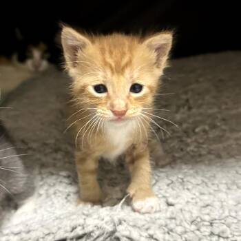 Domestic Short Hair Cats Available for Adoption in Long Beach, California - Birdie | PetCurious