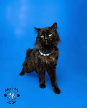 Domestic Medium Hair Cats Available for Adoption in Troy, Michigan - Bobert | PetCurious