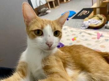 Samira -  Domestic Short Hair Cat for Adoption in Raleigh, North Carolina - Samira | PetCurious