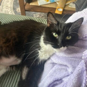 Rescue Domestic Long Hair Cats for Adoption in Oceanside, New York - Oreo | PetCurious