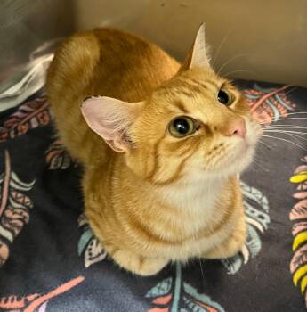 Domestic Short Hair Cats Available for Adoption in Little Rock, Arkansas - Elle | PetCurious