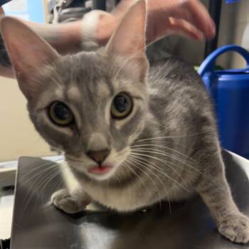 Mama Lisa -  Domestic Short Hair Cat for Adoption in Council Bluffs, Iowa - Mama Lisa | PetCurious