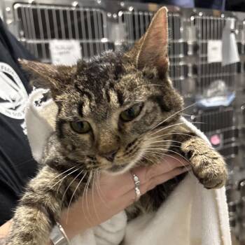 Tinkerbelle -  Domestic Short Hair Cat for Adoption in Milton, Florida - Tinkerbelle | PetCurious