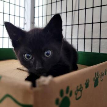 Willow yellow -  Domestic Short Hair Cat for Adoption in Belfair, Washington - Willow Yellow | PetCurious