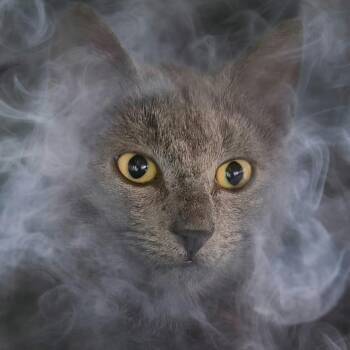 Smokey -  Domestic Short Hair Cat for Adoption in Lauderdale, Minnesota - Smokey | PetCurious