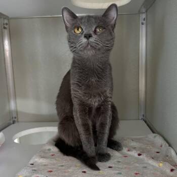Momma AKA Jaig Eyes -  Domestic Short Hair Cat for Adoption in Chesapeake, Virginia - Momma AKA Jaig Eyes | PetCurious