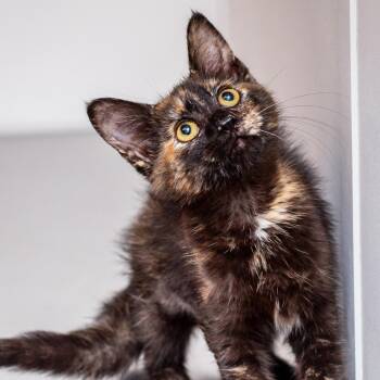 Ponyo -  Domestic Short Hair Cat for Adoption in Hattiesburg, Mississippi - Ponyo | PetCurious