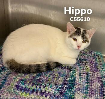 Hippo -  Domestic Short Hair Cat for Adoption in Clarksville, Tennessee - Hippo | PetCurious