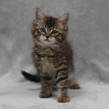 Silk (Blue Collar) -  Domestic Medium Hair Cat for Adoption in Redwood City, California - Silk (Blue Collar) | PetCurious